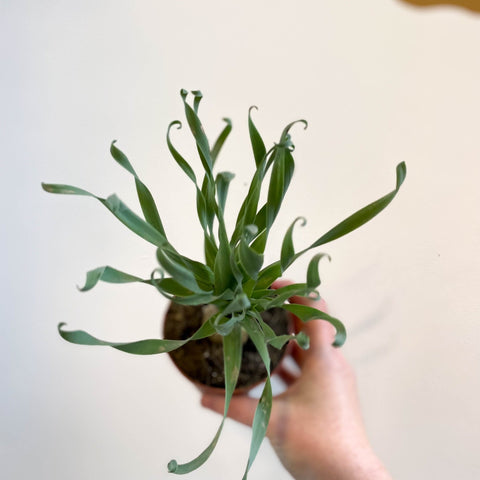 Cyrtanthus spiralis - Fire Lily - Sprouts of Bristol