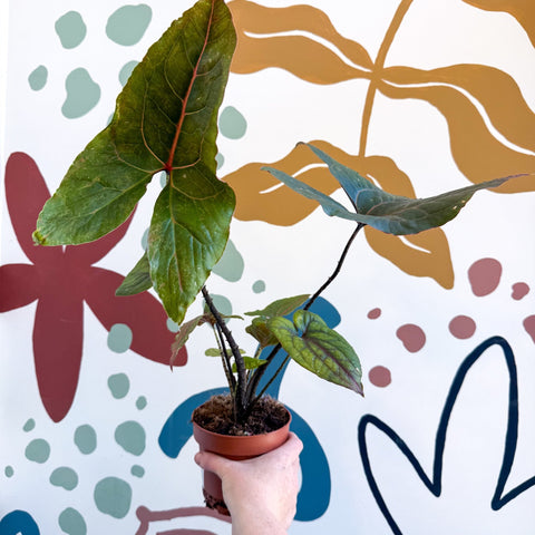 Cyrtosperma johnstonii / Alocasia ‘Black Jack’ - Sprouts of Bristol