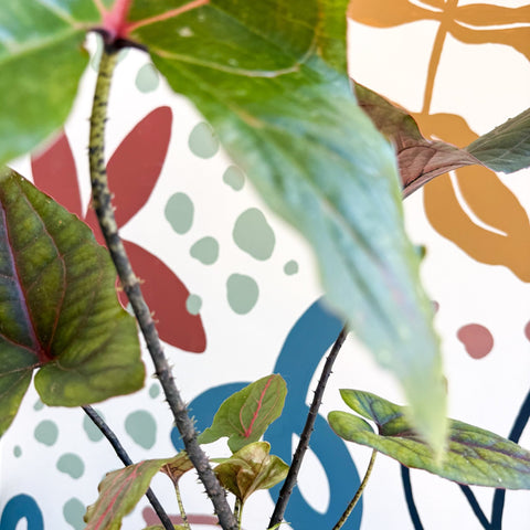 Cyrtosperma johnstonii / Alocasia ‘Black Jack’ - Sprouts of Bristol