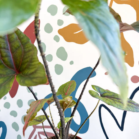 Cyrtosperma johnstonii / Alocasia ‘Black Jack’ - Sprouts of Bristol