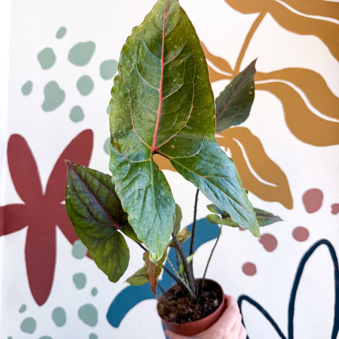 Cyrtosperma johnstonii / Alocasia ‘Black Jack’ - Sprouts of Bristol