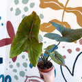 Cyrtosperma johnstonii / Alocasia ‘Black Jack’ - Sprouts of Bristol