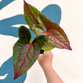 Cyrtosperma johnstonii / Alocasia ‘Black Jack’ - Sprouts of Bristol