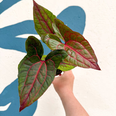 Cyrtosperma johnstonii / Alocasia ‘Black Jack’ - Sprouts of Bristol