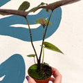 Cyrtosperma johnstonii / Alocasia ‘Black Jack’ - Sprouts of Bristol