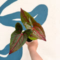 Cyrtosperma johnstonii / Alocasia ‘Black Jack’ - Sprouts of Bristol