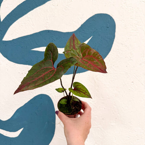 Cyrtosperma johnstonii / Alocasia ‘Black Jack’ - Sprouts of Bristol