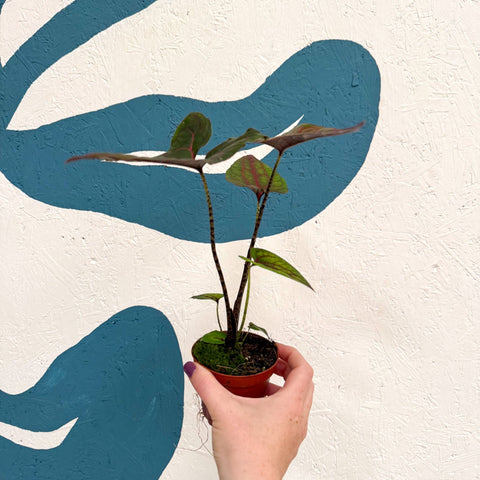 Cyrtosperma johnstonii / Alocasia ‘Black Jack’ - Sprouts of Bristol