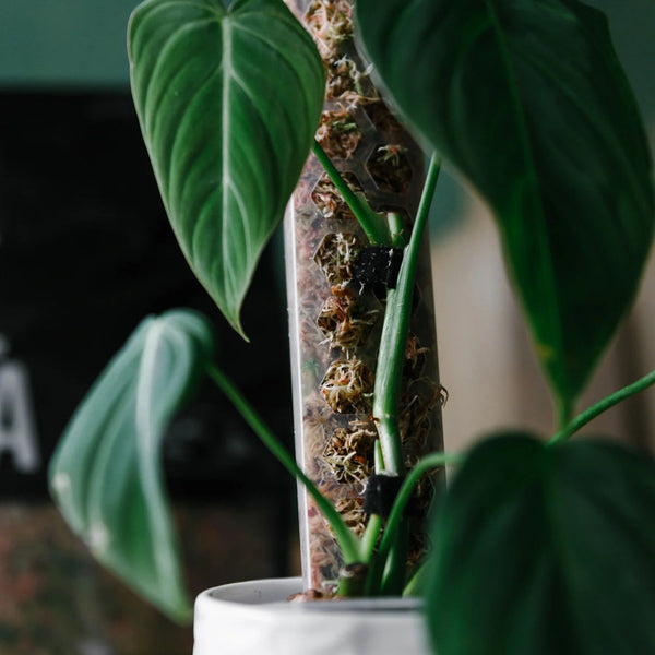 d shape moss pole D-Shape Moss Poles – Sprouts of Bristol