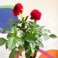 Dahlia 'Gallery Blood Red' - British Grown - Sprouts of Bristol