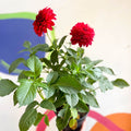 Dahlia 'Gallery Blood Red' - British Grown - Sprouts of Bristol