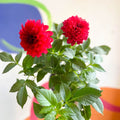 Dahlia 'Gallery Blood Red' - British Grown - Sprouts of Bristol