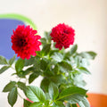 Dahlia 'Gallery Blood Red' - British Grown - Sprouts of Bristol