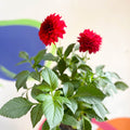 Dahlia 'Gallery Blood Red' - British Grown - Sprouts of Bristol