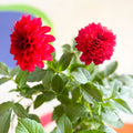 Dahlia 'Gallery Blood Red' - British Grown - Sprouts of Bristol