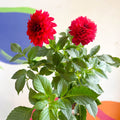 Dahlia 'Gallery Blood Red' - British Grown - Sprouts of Bristol