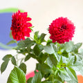 Dahlia 'Gallery Blood Red' - British Grown - Sprouts of Bristol