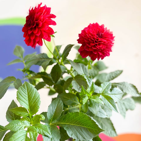 Dahlia 'Gallery Blood Red' - British Grown - Sprouts of Bristol