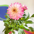 Dahlia 'Sincerity Rose Bicolour' - British Grown - Sprouts of Bristol