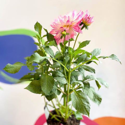 Dahlia 'Sincerity Rose Bicolour' - British Grown - Sprouts of Bristol