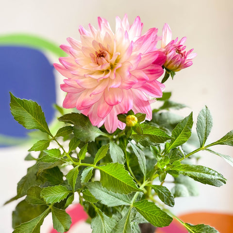 Dahlia 'Sincerity Rose Bicolour' - British Grown - Sprouts of Bristol