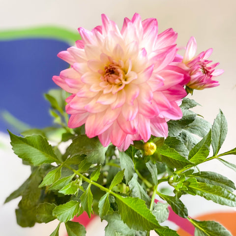 Dahlia 'Sincerity Rose Bicolour' - British Grown - Sprouts of Bristol