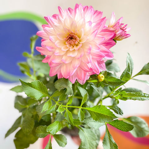 Dahlia 'Sincerity Rose Bicolour' - British Grown - Sprouts of Bristol