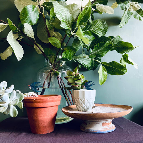 Swallow Plant Pot Companions 