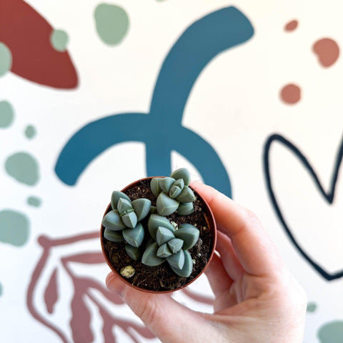Delosperma lehmannii - Ice Plant - Sprouts of Bristol