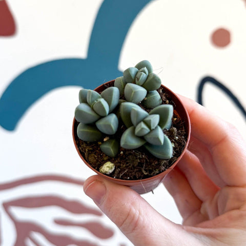Delosperma lehmannii - Ice Plant - Sprouts of Bristol