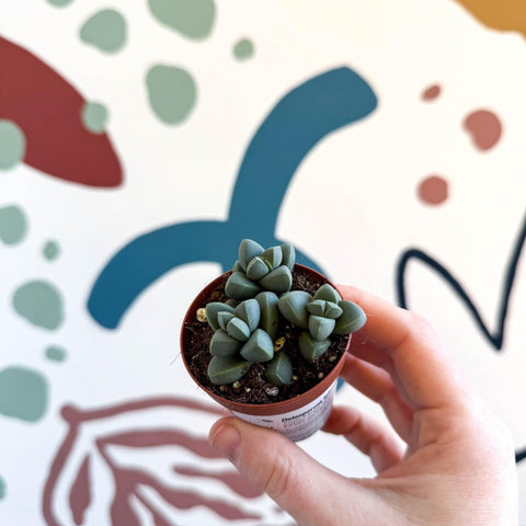 Delosperma lehmannii - Ice Plant - Sprouts of Bristol