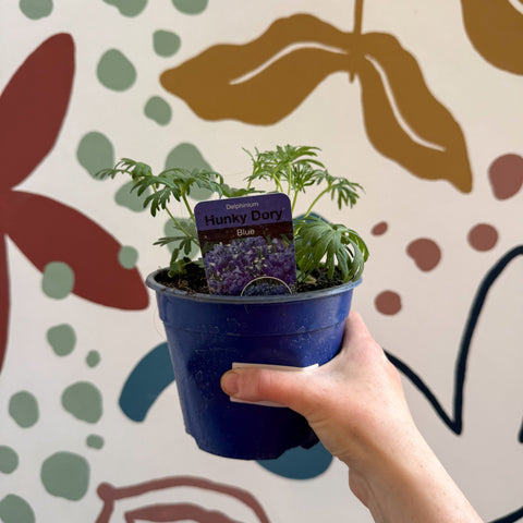 Delphinium grandiflorum 'Hunky Dory Blue' [British Grown Herbaceous Perennial] - Sprouts of Bristol