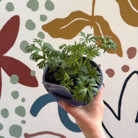 Delphinium grandiflorum 'Hunky Dory Blue' [British Grown Herbaceous Perennial] - Sprouts of Bristol