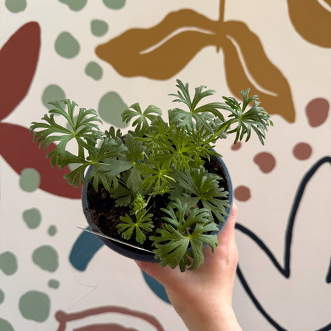 Delphinium grandiflorum 'Hunky Dory Blue' [British Grown Herbaceous Perennial] - Sprouts of Bristol