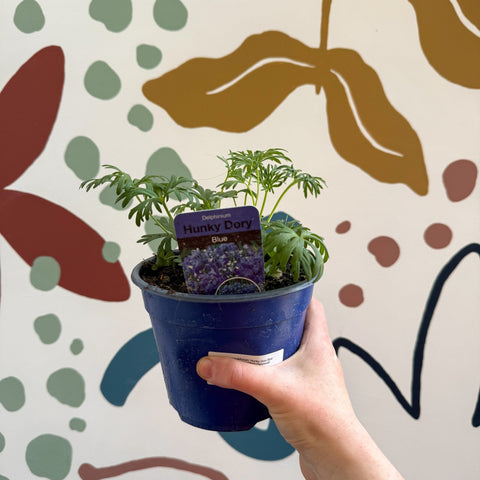 Delphinium grandiflorum 'Hunky Dory Blue' [British Grown Herbaceous Perennial] - Sprouts of Bristol