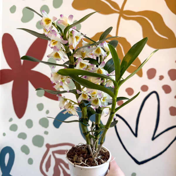 philodendron wizard Philodendron 'White Wizard' | Indoor Plant | Tropical Plant | Potted Plant