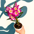 Dendrobium nobile 'Lila' - Purple Noble Orchid - Sprouts of Bristol