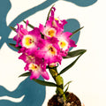 Dendrobium nobile 'Lila' - Purple Noble Orchid - Sprouts of Bristol