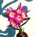 Dendrobium nobile 'Lila' - Purple Noble Orchid - Sprouts of Bristol