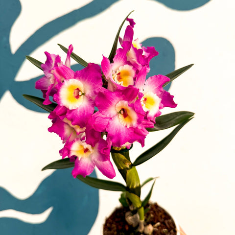 Dendrobium nobile 'Lila' - Purple Noble Orchid - Sprouts of Bristol