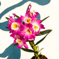 Dendrobium nobile 'Lila' - Purple Noble Orchid - Sprouts of Bristol