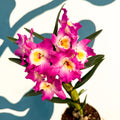 Dendrobium nobile 'Lila' - Purple Noble Orchid - Sprouts of Bristol