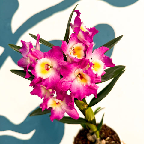 Dendrobium nobile 'Lila' - Purple Noble Orchid - Sprouts of Bristol