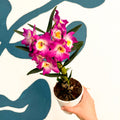 Dendrobium nobile 'Lila' - Purple Noble Orchid - Sprouts of Bristol