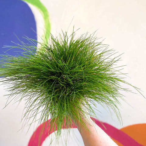 Deschampsia flexuosa ‘AmiLime’ - Wavy Hair Grass - Sprouts of Bristol