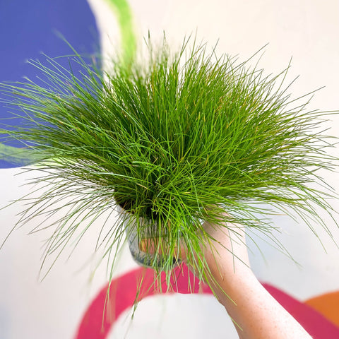 Deschampsia flexuosa ‘AmiLime’ - Wavy Hair Grass - Sprouts of Bristol