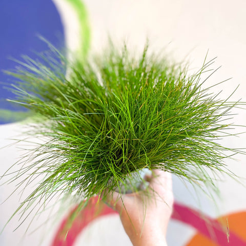 Deschampsia flexuosa ‘AmiLime’ - Wavy Hair Grass - Sprouts of Bristol