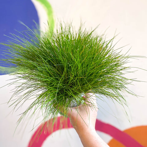 Deschampsia flexuosa ‘AmiLime’ - Wavy Hair Grass - Sprouts of Bristol