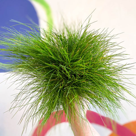 Deschampsia flexuosa ‘AmiLime’ - Wavy Hair Grass - Sprouts of Bristol