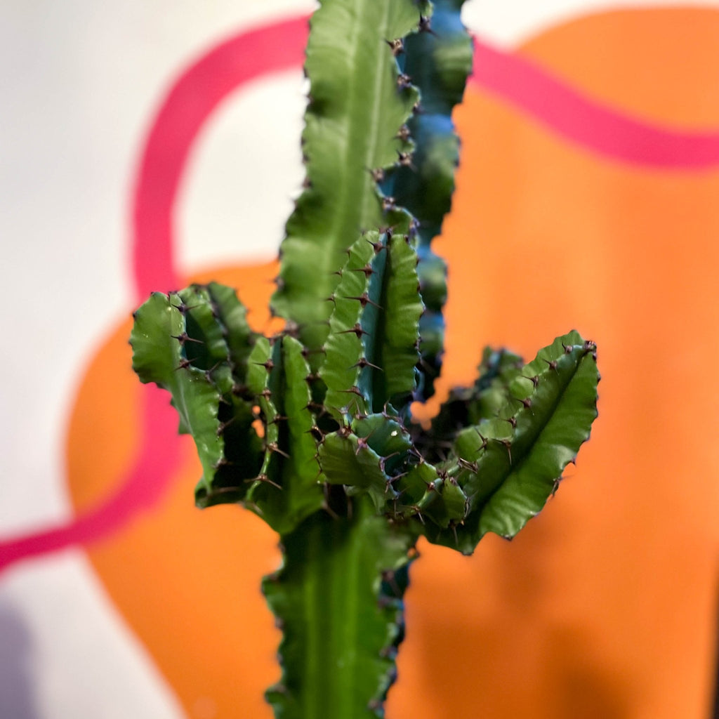 Desert Candle Cactus - Euphorbia acrurensis - Sprouts of Bristol
